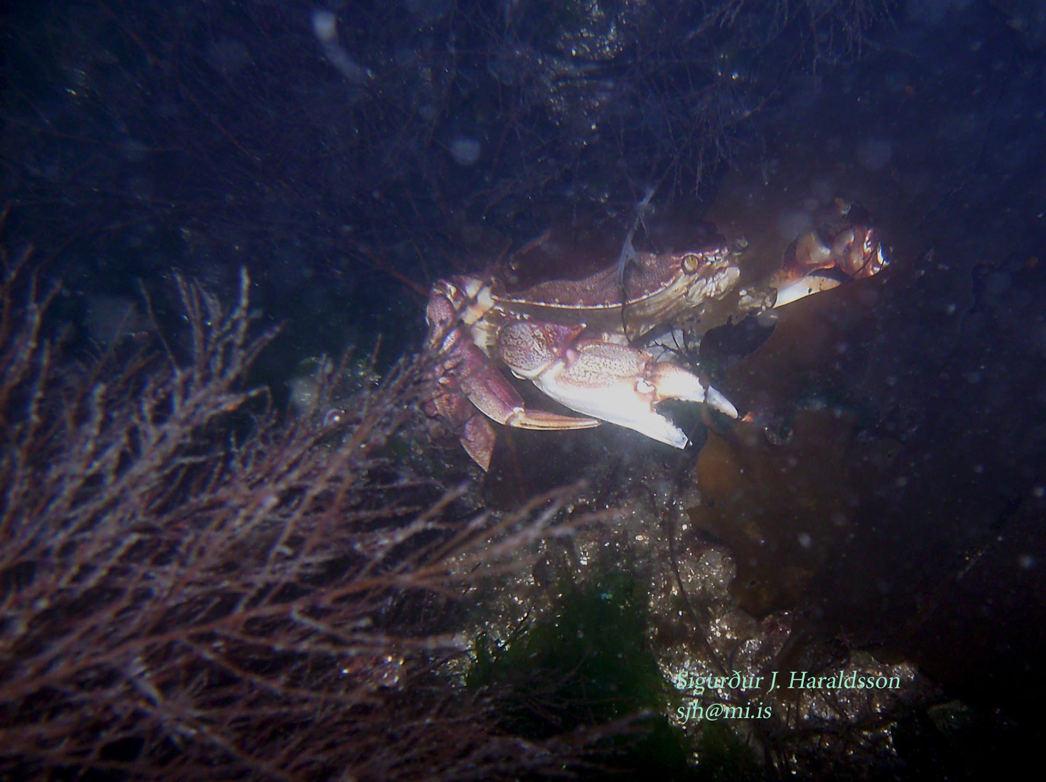 Crab among seaweed on the seabed, a typical sight on Icelandic ocean dives